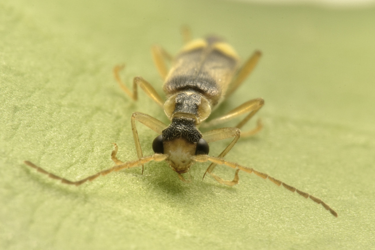 Cantharidae: Malthinus sp.?  S, Malthinus cfr. fasciatus